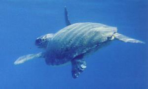 Loggerhead turtle swimming